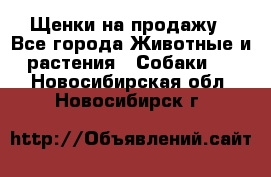 Щенки на продажу - Все города Животные и растения » Собаки   . Новосибирская обл.,Новосибирск г.